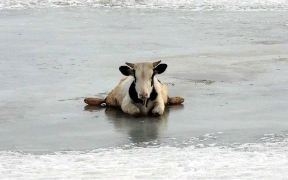 u4a8LnuIaK.jpg u4a8LnuIaK.jpg