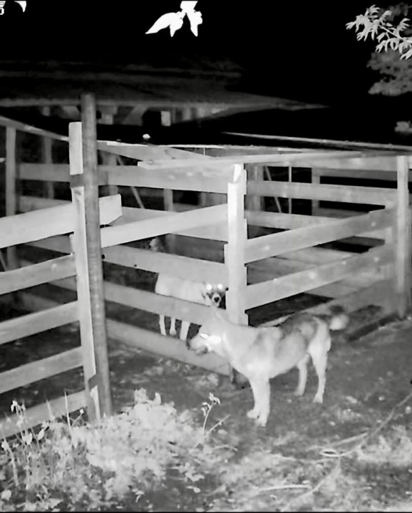 km94vurAbb.jpg km94vurAbb.jpg