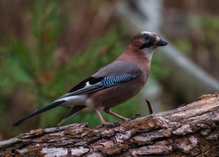 CcsUIGL6n1k.jpg CcsUIGL6n1k.jpg