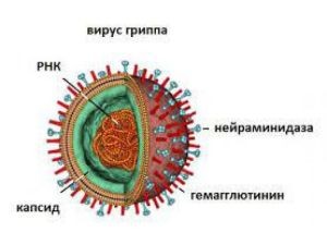 Вирус гриппа