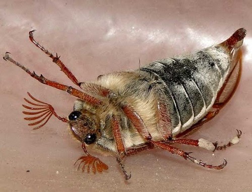 Майский жук