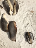 Котики.jpg Котики.jpg