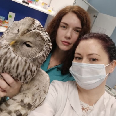 Сова2.jpg Сова2.jpg