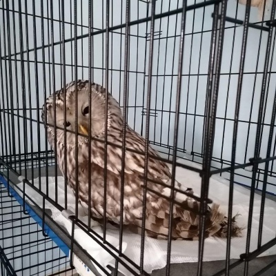 Сова3.jpg Сова3.jpg