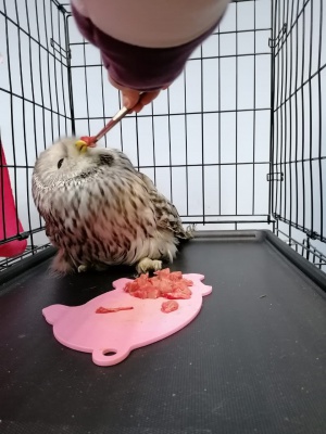 Сова4.jpg Сова4.jpg