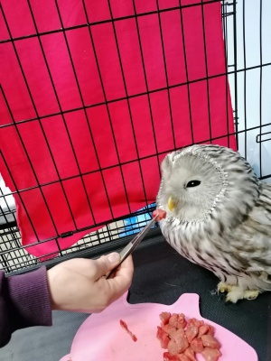 Сова5.jpg Сова5.jpg