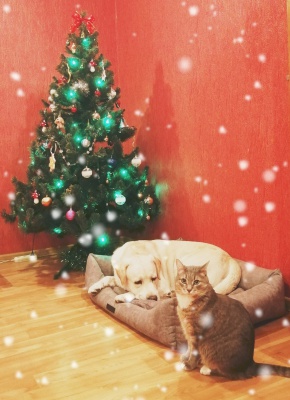 животные.jpg животные.jpg