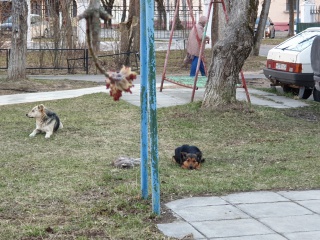 Собаки-1.jpg Собаки-1.jpg