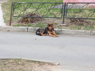 Собаки-2.jpg Собаки-2.jpg