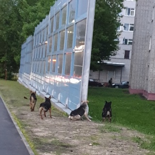 Собаки-4.jpg Собаки-4.jpg