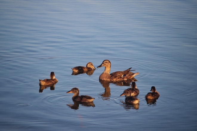 Утки-3.jpg