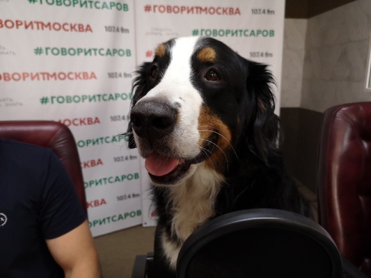 Кинологи0.jpg Кинологи0.jpg