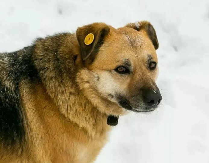 Собачка.jpg Собачка.jpg