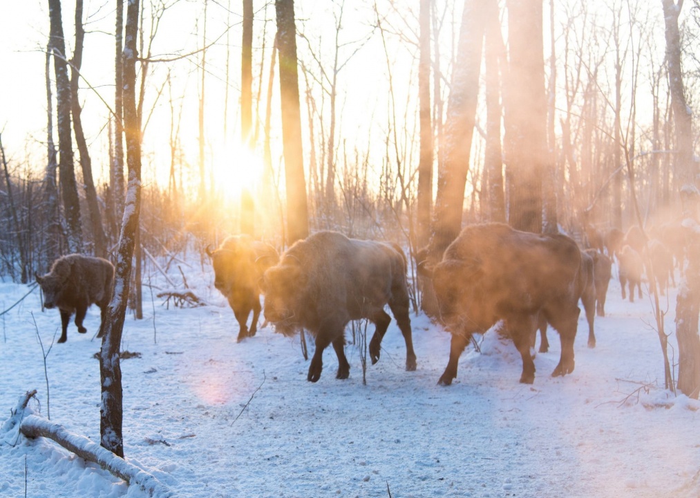 Зубры-5.jpg Зубры-5.jpg