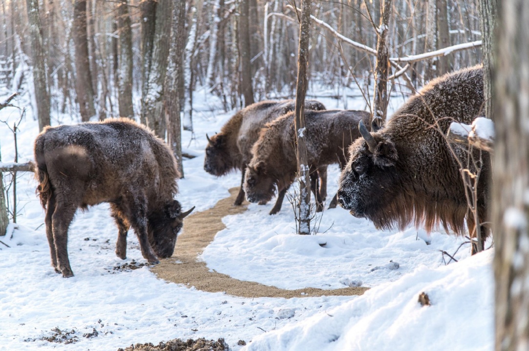 Зубры-6.jpg Зубры-6.jpg