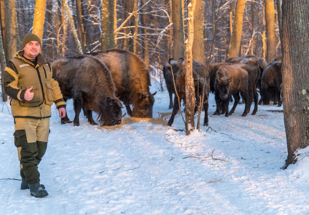 Зубры-8.jpg Зубры-8.jpg