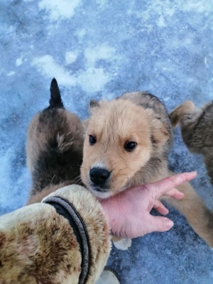 Щенки-1.jpg Щенки-1.jpg