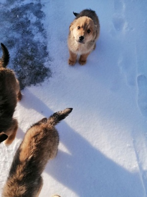 Щенки-2.jpg Щенки-2.jpg