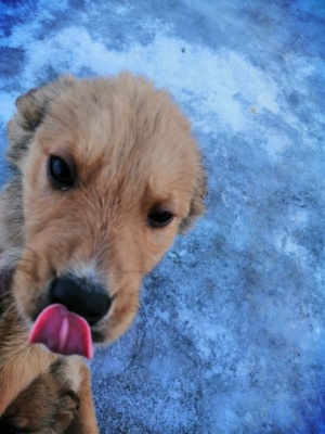 Щенки-3.jpg Щенки-3.jpg