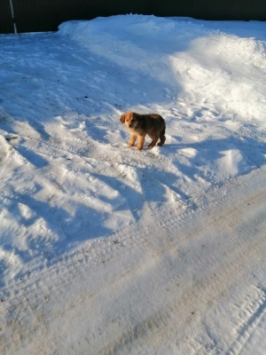 Щенки-4.jpg Щенки-4.jpg