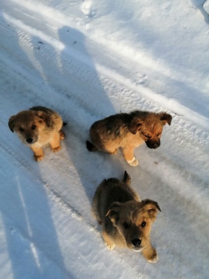 Щенки-6.jpg Щенки-6.jpg