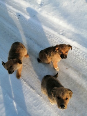 Щенки-7.jpg Щенки-7.jpg