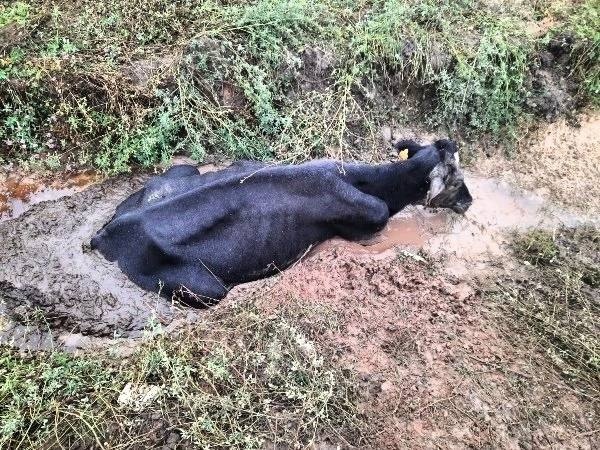 Корова-1.jpg Корова-1.jpg