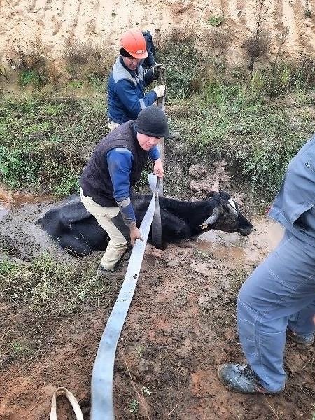 Корова-2.jpg Корова-2.jpg