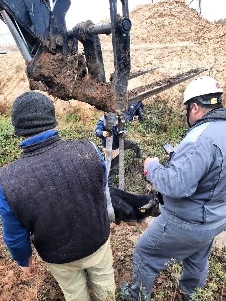 Корова-3.jpg Корова-3.jpg