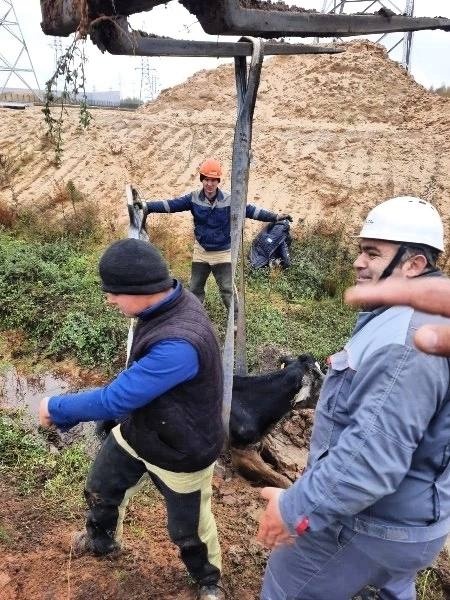 Корова-4.jpg Корова-4.jpg