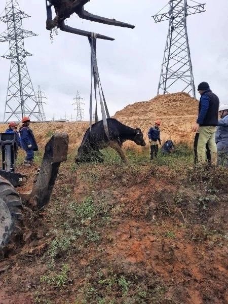 Корова-5.jpg Корова-5.jpg