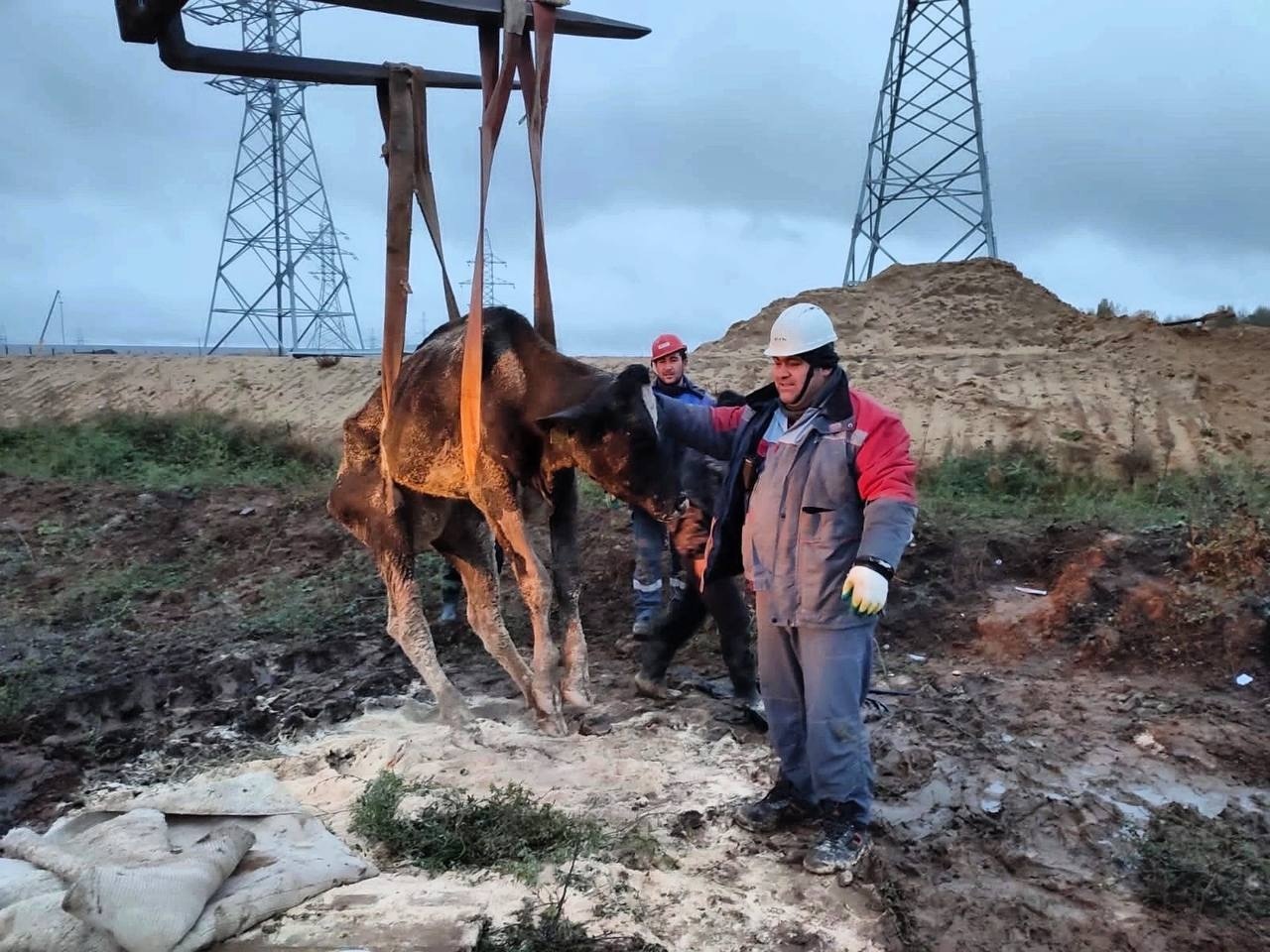 Корова-6.jpg Корова-6.jpg