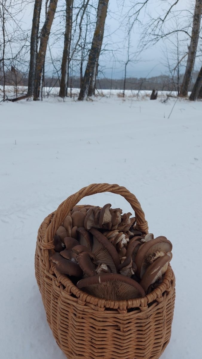 Грибы.jpg