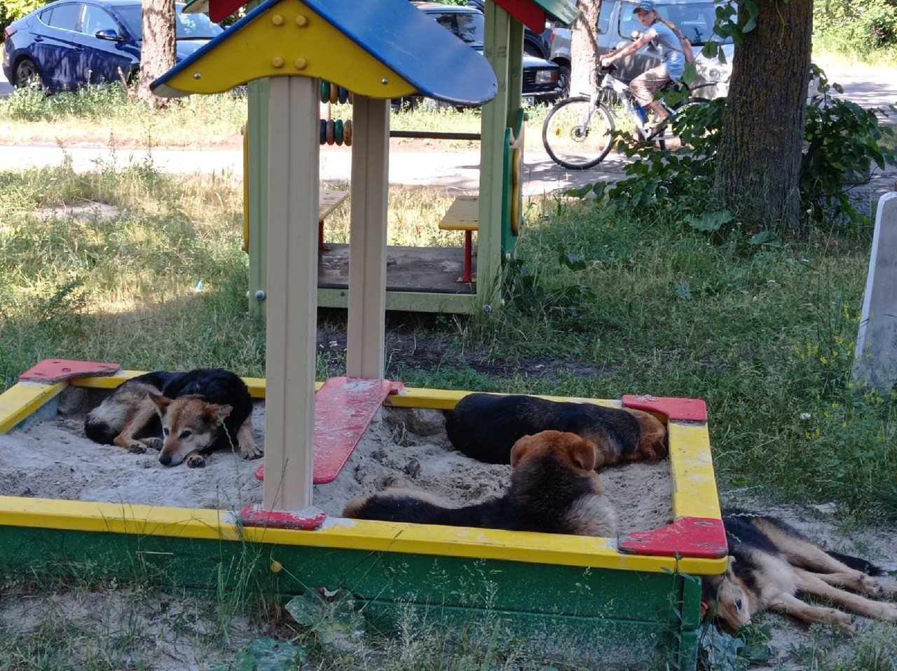 Собаки.jpg Собаки.jpg