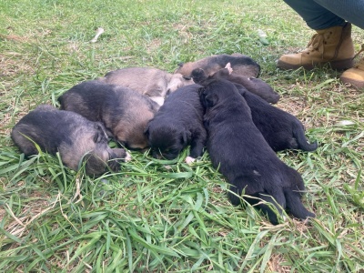 Щенки-4.jpg Щенки-4.jpg