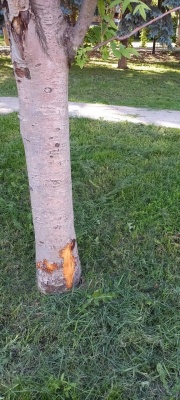 НН-2.jpg НН-2.jpg