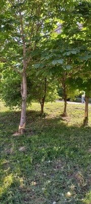 НН-3.jpg НН-3.jpg