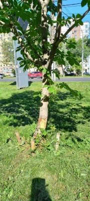 НН-4.jpg НН-4.jpg