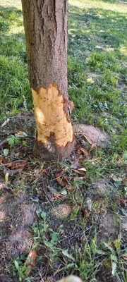 НН-5.jpg НН-5.jpg