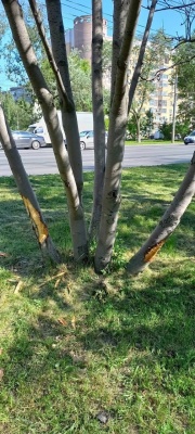 НН-6.jpg НН-6.jpg