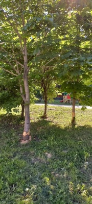 НН-7.jpg НН-7.jpg