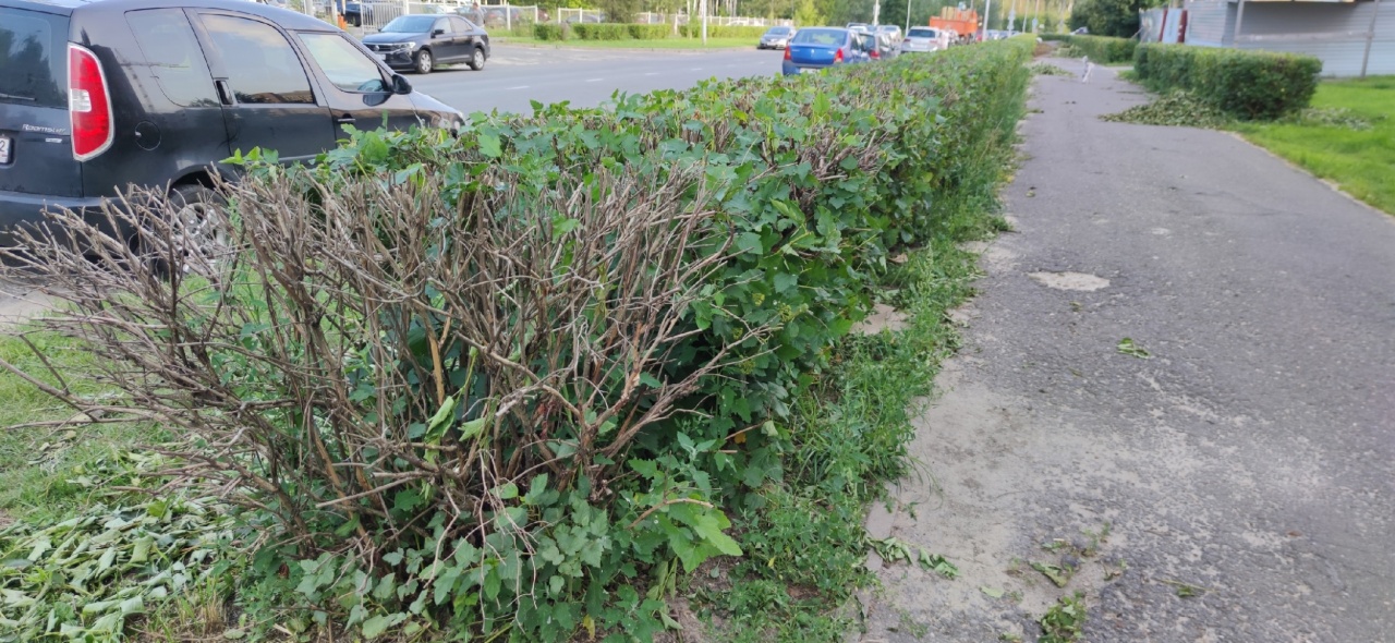 Кусты-1.jpg Кусты-1.jpg