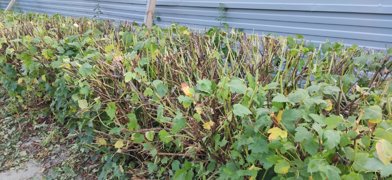 Кусты-3.jpg Кусты-3.jpg