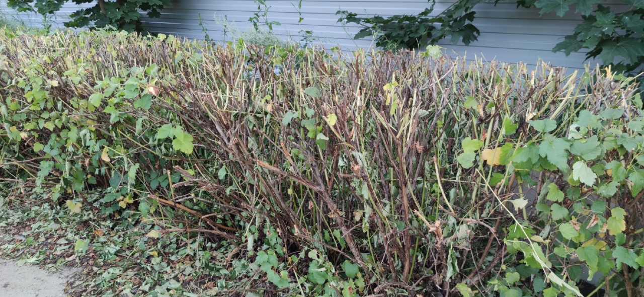 Кусты-4.jpg Кусты-4.jpg