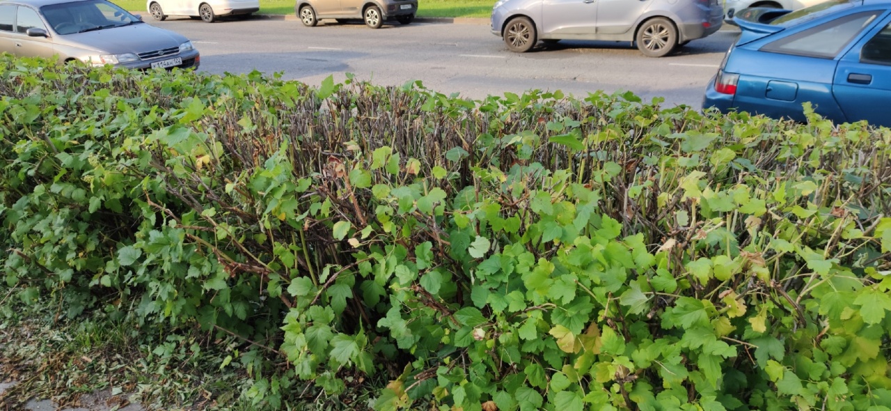 Кусты-6.jpg Кусты-6.jpg