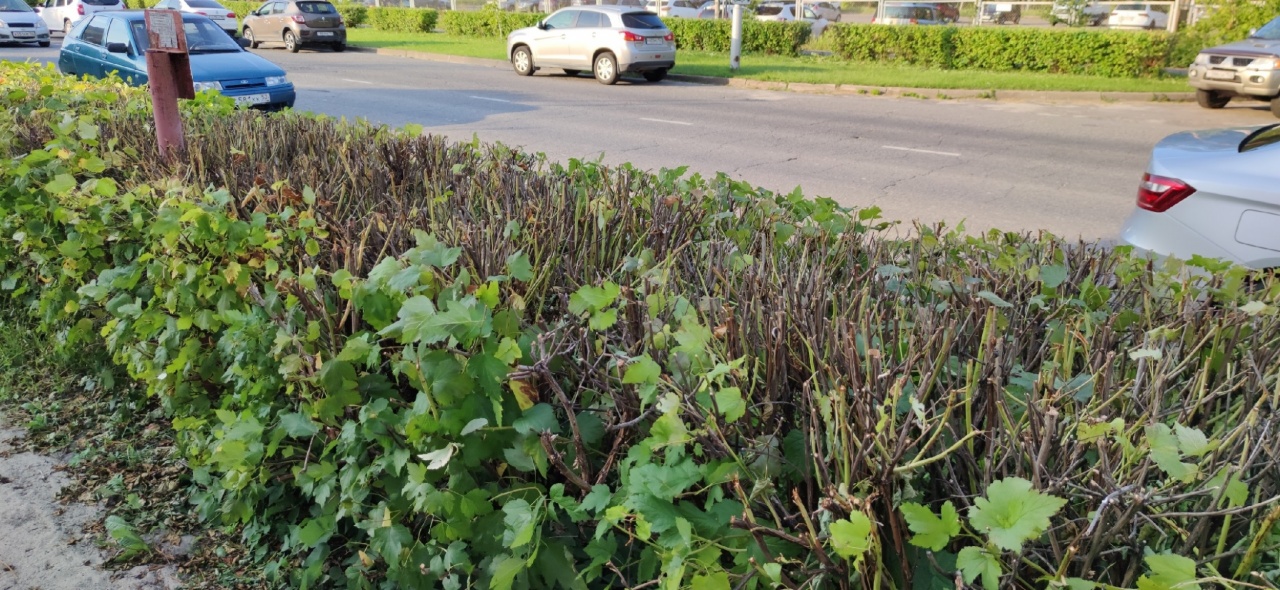 Кусты-7.jpg Кусты-7.jpg