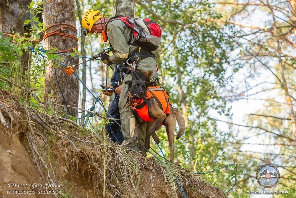 Собака-1.jpg Собака-1.jpg