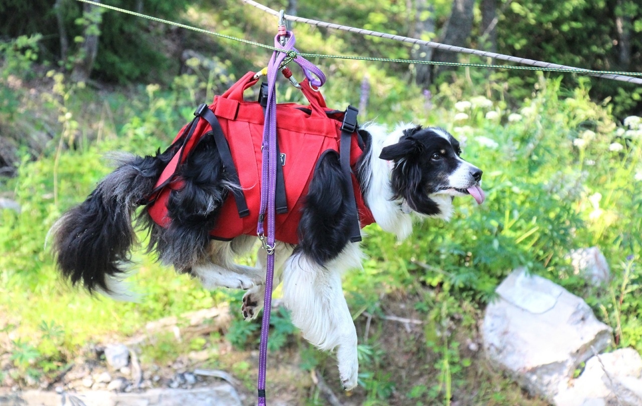 Собака-2.jpg Собака-2.jpg