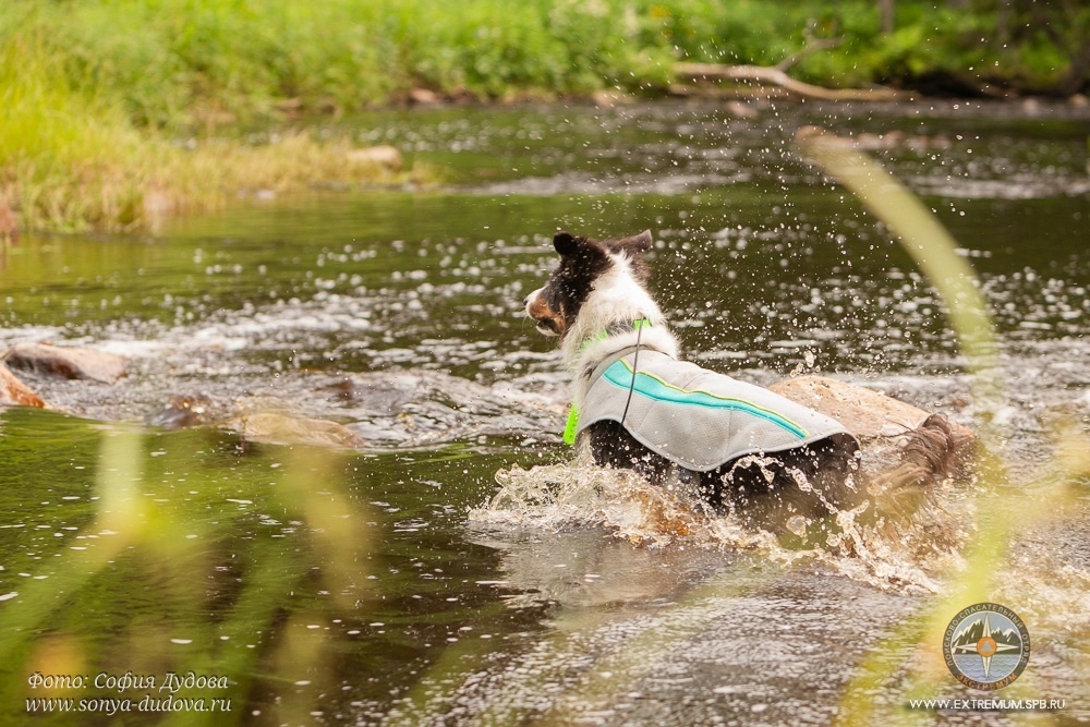 Собака-4.jpg Собака-4.jpg