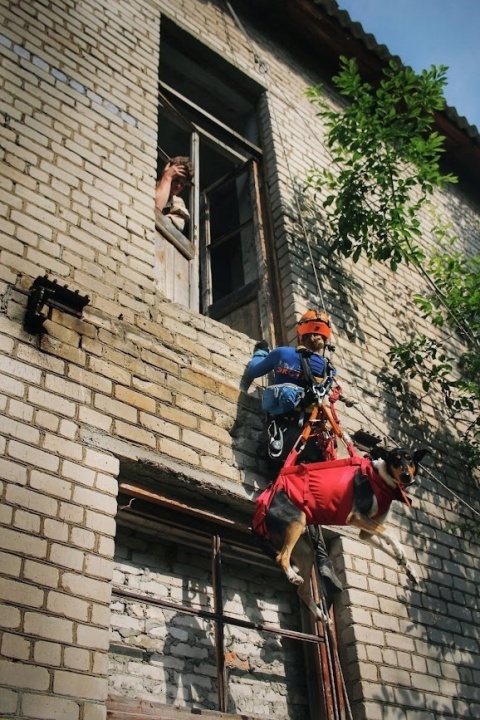 Собака-5.jpg Собака-5.jpg